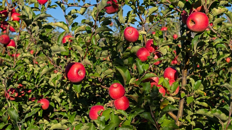 Plant Fruit Trees in Fall: 5 Benefits for a Bountiful Harvest