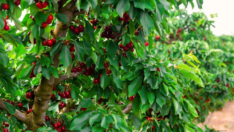Plant Fruit Trees in Fall: 5 Benefits for a Bountiful Harvest