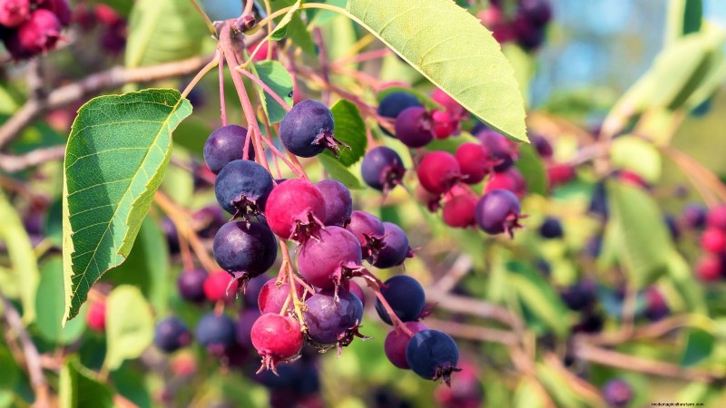 Plant Fruit Trees in Fall: 5 Benefits for a Bountiful Harvest