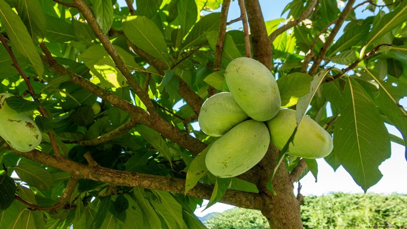 Plant Fruit Trees in Fall: 5 Benefits for a Bountiful Harvest