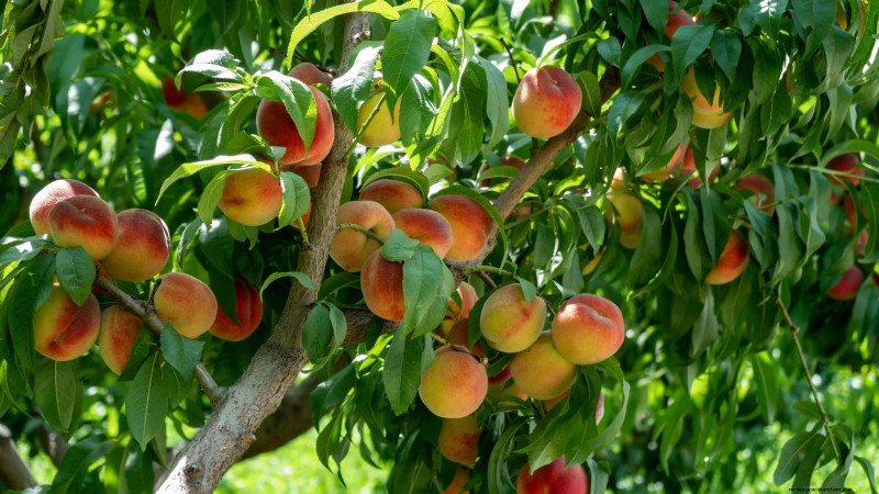 Plant Fruit Trees in Fall: 5 Benefits for a Bountiful Harvest