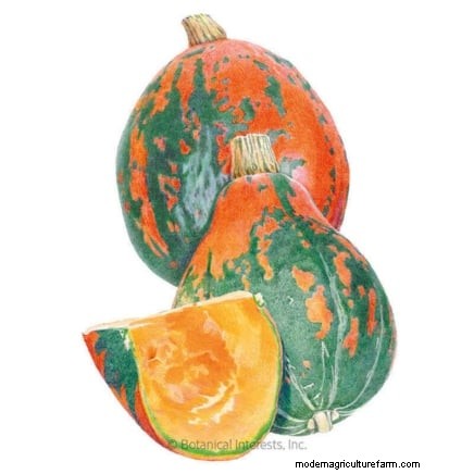 Best Heirloom Squash Varieties for Thanksgiving & Beyond