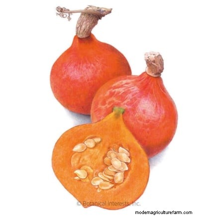 Best Heirloom Squash Varieties for Thanksgiving & Beyond