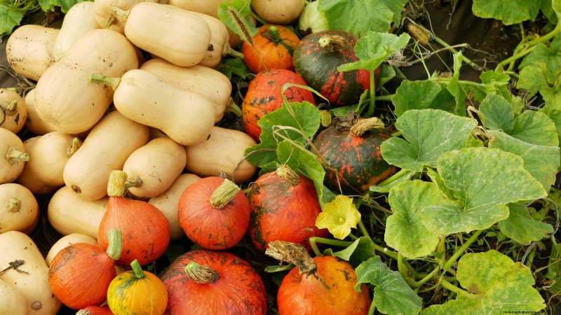 Best Heirloom Squash Varieties for Thanksgiving & Beyond