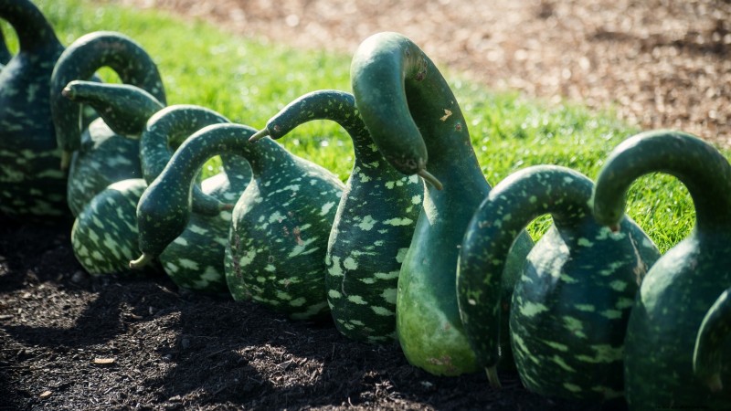 Best Heirloom Squash Varieties for Thanksgiving & Beyond