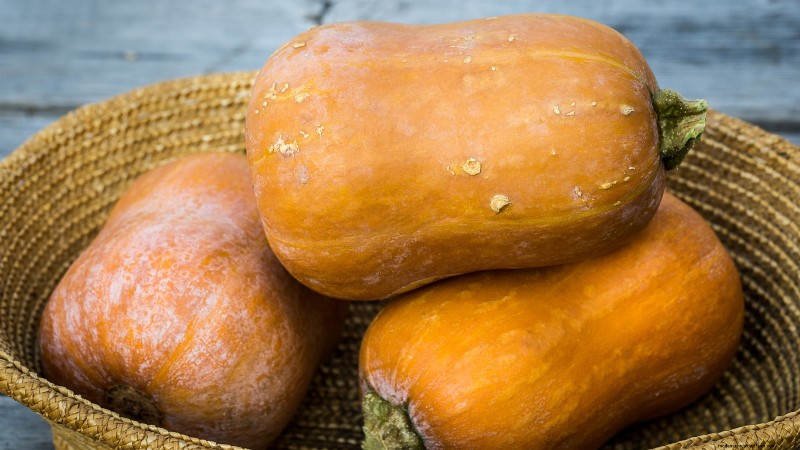 Best Heirloom Squash Varieties for Thanksgiving & Beyond