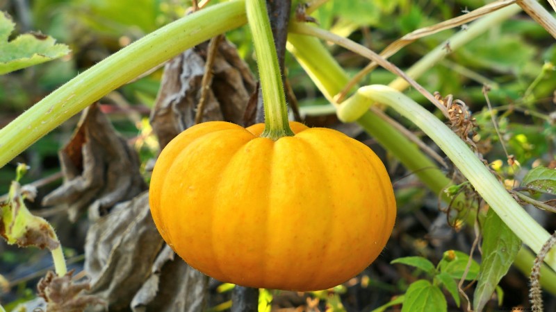 Best Heirloom Squash Varieties for Thanksgiving & Beyond