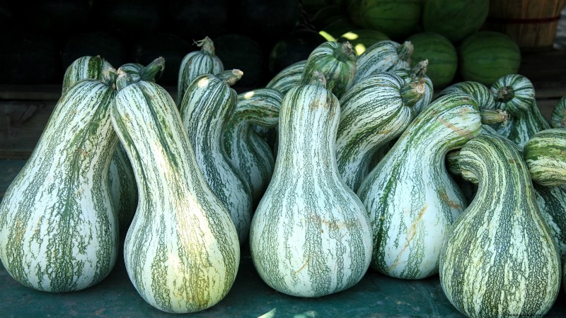 Best Heirloom Squash Varieties for Thanksgiving & Beyond