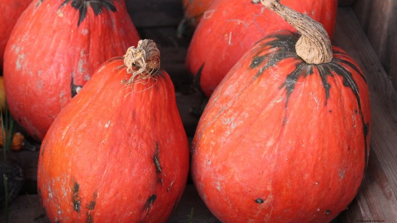 Best Heirloom Squash Varieties for Thanksgiving & Beyond