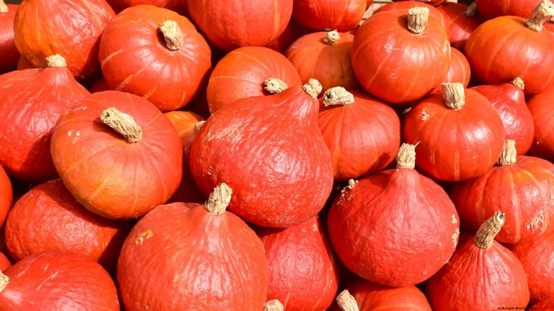 Best Heirloom Squash Varieties for Thanksgiving & Beyond