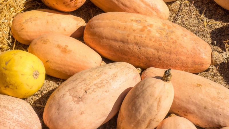 Best Heirloom Squash Varieties for Thanksgiving & Beyond