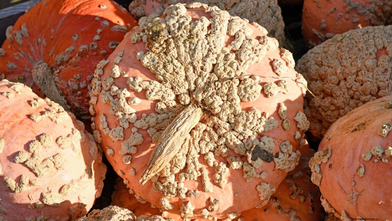 Best Heirloom Squash Varieties for Thanksgiving & Beyond