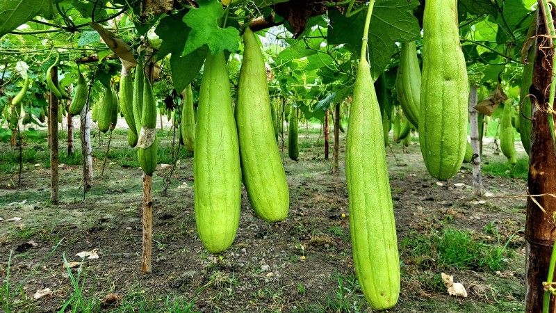 Best Heirloom Squash Varieties for Thanksgiving & Beyond