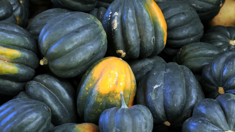 Best Heirloom Squash Varieties for Thanksgiving & Beyond