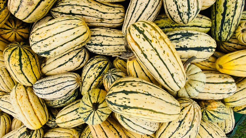 Best Heirloom Squash Varieties for Thanksgiving & Beyond