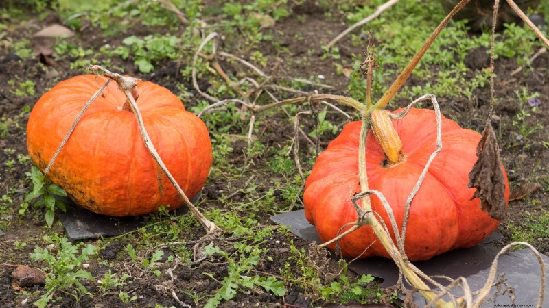 Best Heirloom Squash Varieties for Thanksgiving & Beyond