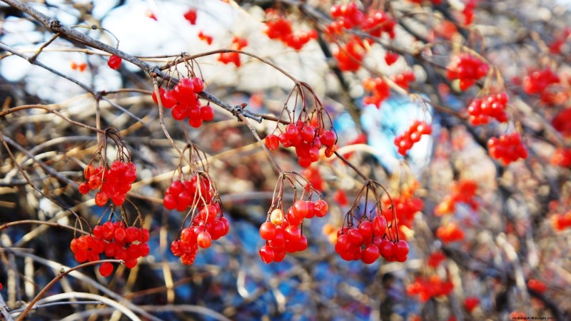 Highbush Cranberry: Planting, Growing & Care Guide