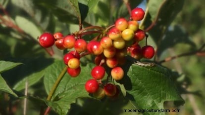 Highbush Cranberry: Planting, Growing & Care Guide