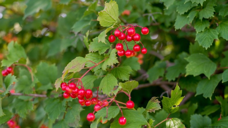 Highbush Cranberry: Planting, Growing & Care Guide
