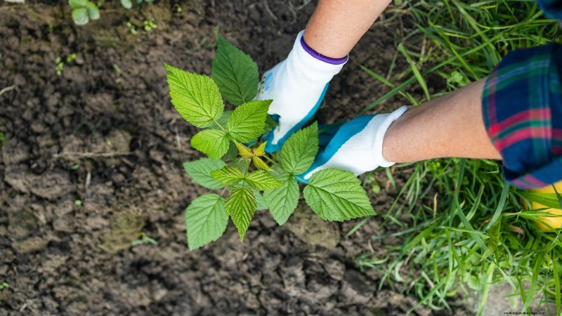 Highbush Cranberry: Planting, Growing & Care Guide