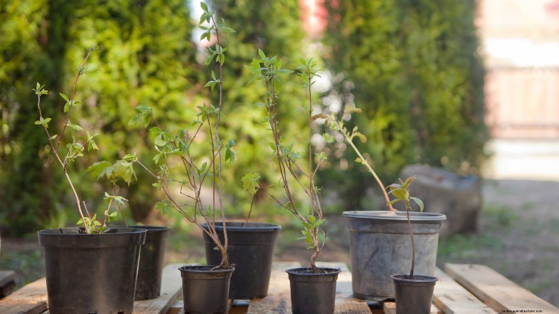 Highbush Cranberry: Planting, Growing & Care Guide