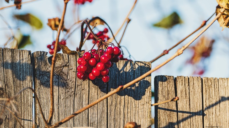 Highbush Cranberry: Planting, Growing & Care Guide