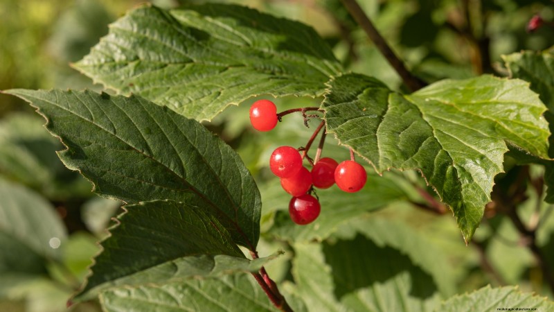 Highbush Cranberry: Planting, Growing & Care Guide