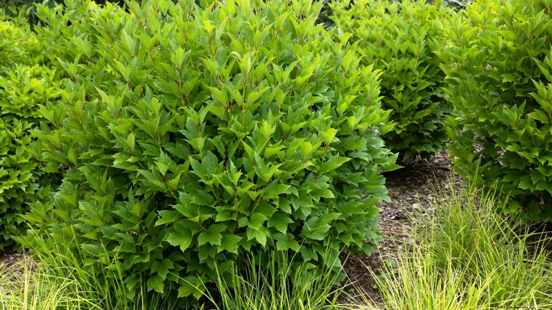 Highbush Cranberry: Planting, Growing & Care Guide