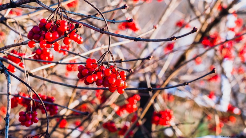 Highbush Cranberry: Planting, Growing & Care Guide