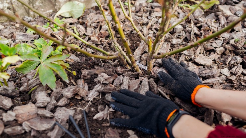 Highbush Cranberry: Planting, Growing & Care Guide