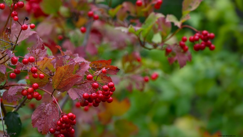 Highbush Cranberry: Planting, Growing & Care Guide