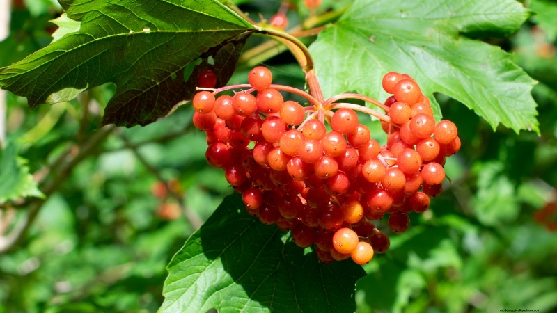 Highbush Cranberry: Planting, Growing & Care Guide