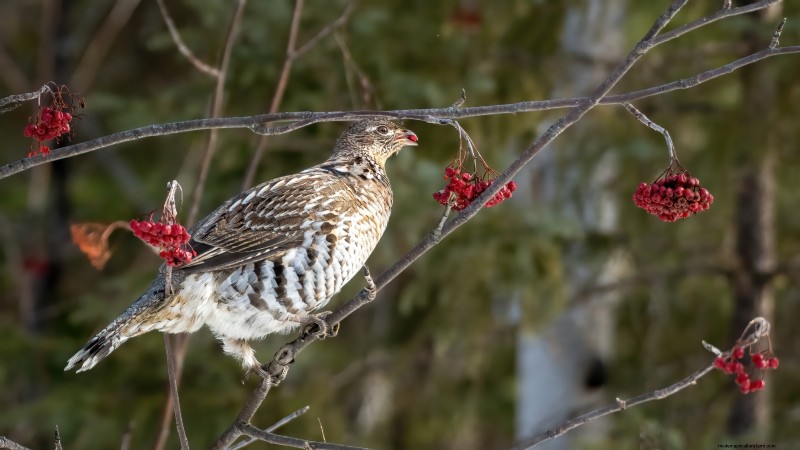 Highbush Cranberry: Planting, Growing & Care Guide