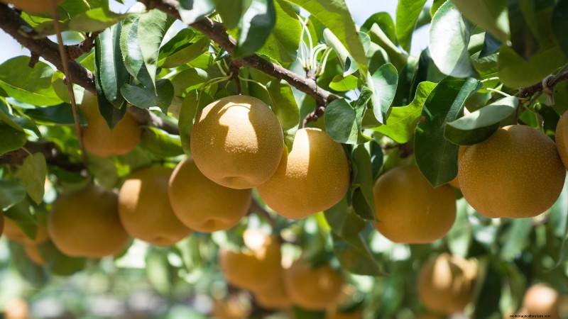 Pear Harvesting Guide: Timing & Techniques for Optimal Flavor