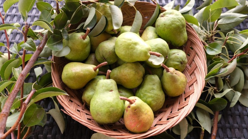 Pear Harvesting Guide: Timing & Techniques for Optimal Flavor