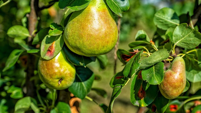 Pear Harvesting Guide: Timing & Techniques for Optimal Flavor