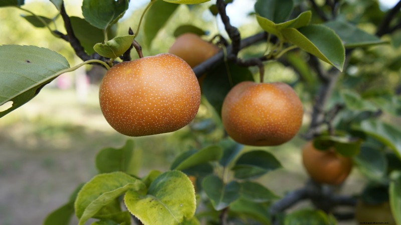 Pear Harvesting Guide: Timing & Techniques for Optimal Flavor
