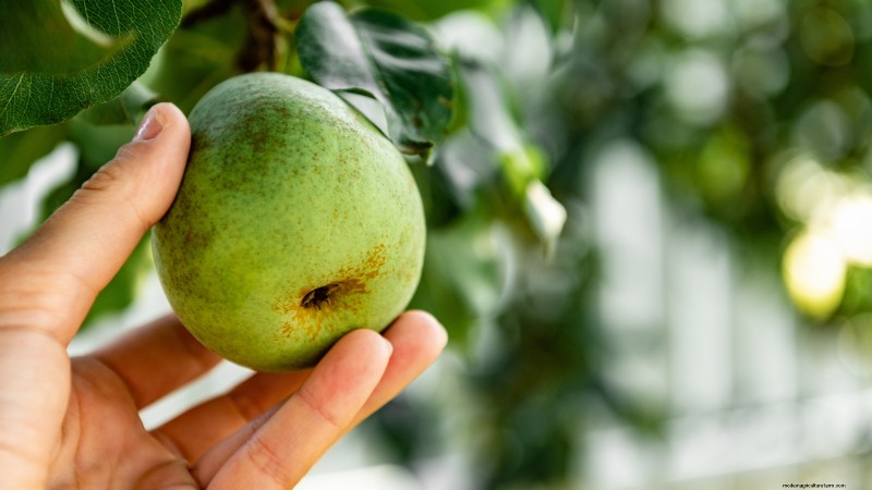 Pear Harvesting Guide: Timing & Techniques for Optimal Flavor