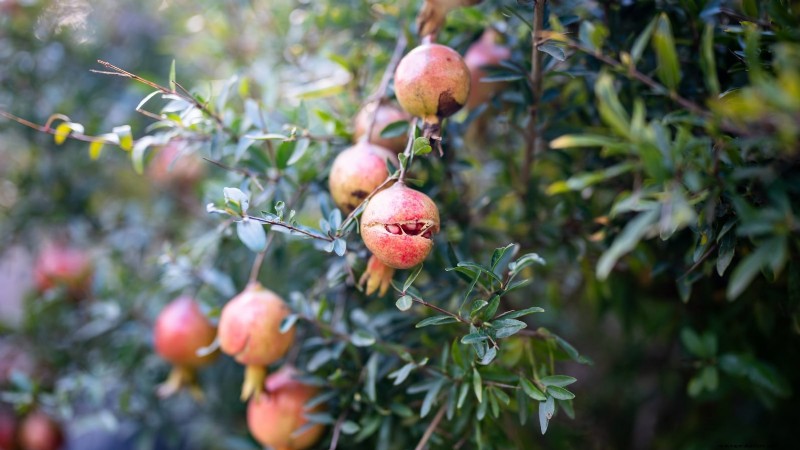 Pomegranate Growing Guide: Avoid Common Mistakes for a Bountiful Harvest