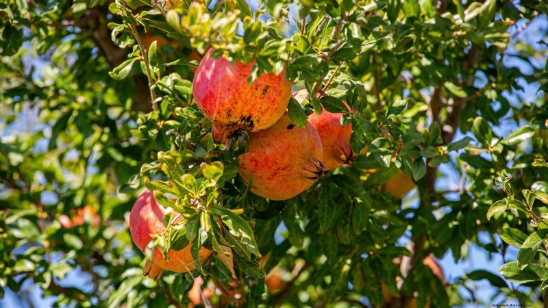 Pomegranate Growing Guide: Avoid Common Mistakes for a Bountiful Harvest