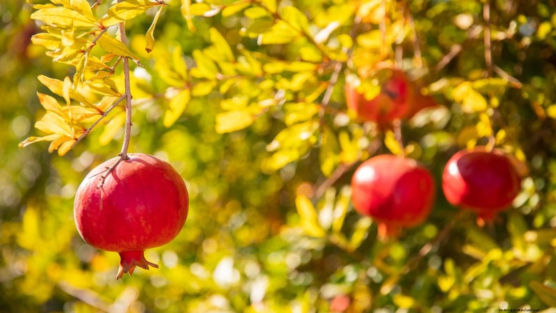 Pomegranate Growing Guide: Avoid Common Mistakes for a Bountiful Harvest