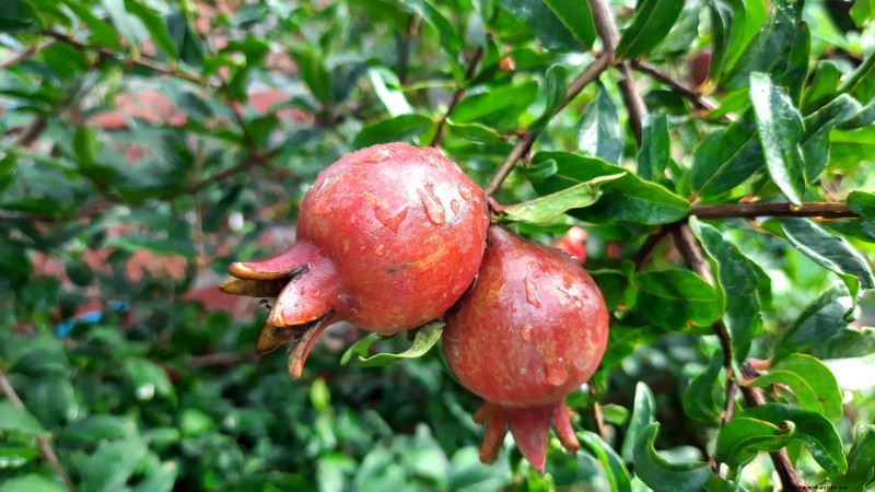 Pomegranate Growing Guide: Avoid Common Mistakes for a Bountiful Harvest