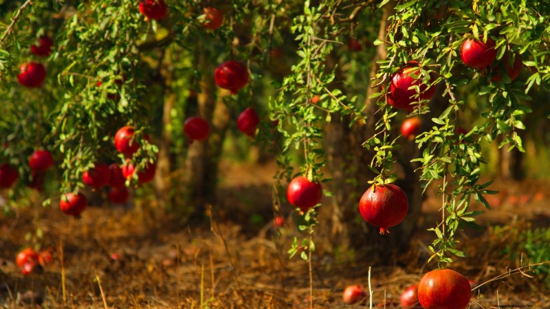 Pomegranate Growing Guide: Avoid Common Mistakes for a Bountiful Harvest