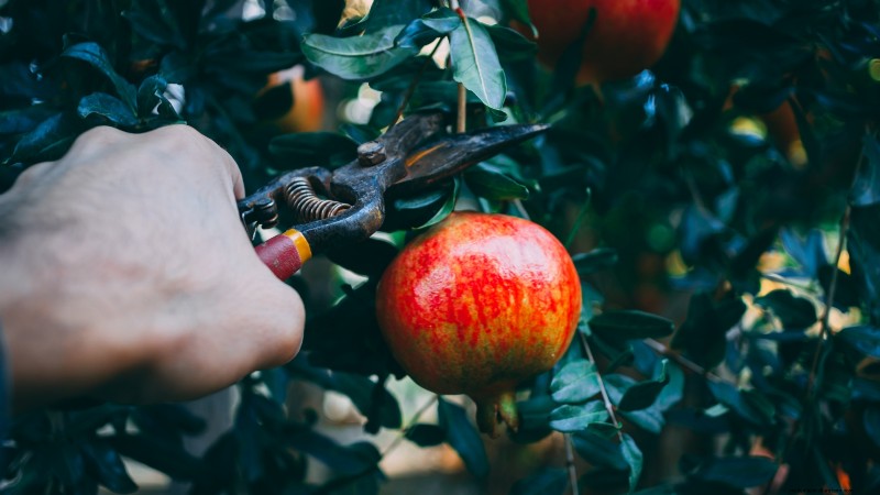 Pomegranate Growing Guide: Avoid Common Mistakes for a Bountiful Harvest