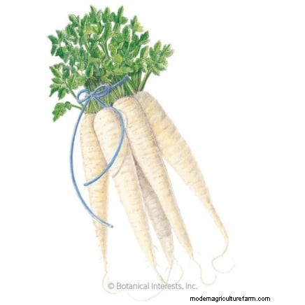When to Harvest Parsnips: 5 Signs of Peak Flavor