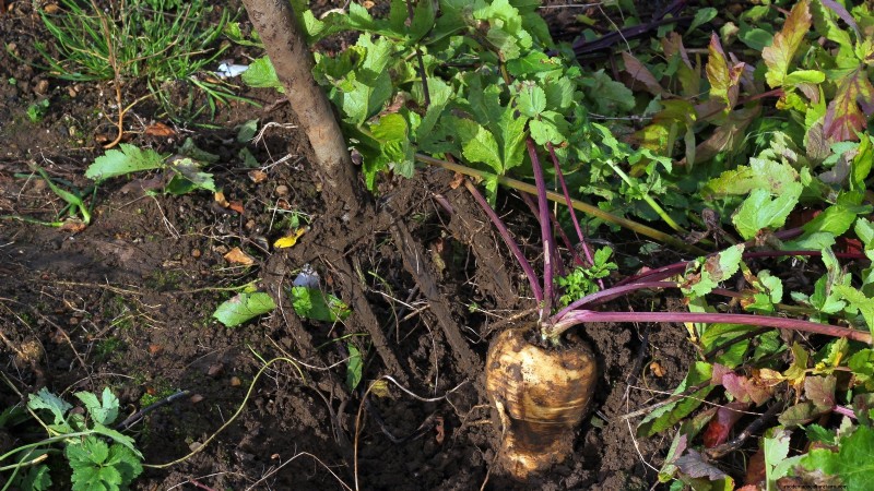 When to Harvest Parsnips: 5 Signs of Peak Flavor