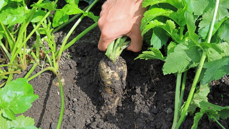 When to Harvest Parsnips: 5 Signs of Peak Flavor