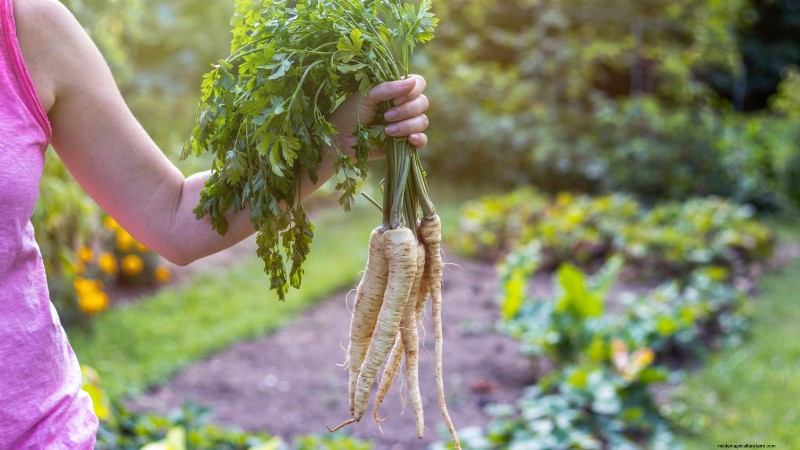 When to Harvest Parsnips: 5 Signs of Peak Flavor