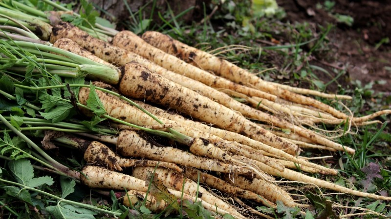 When to Harvest Parsnips: 5 Signs of Peak Flavor
