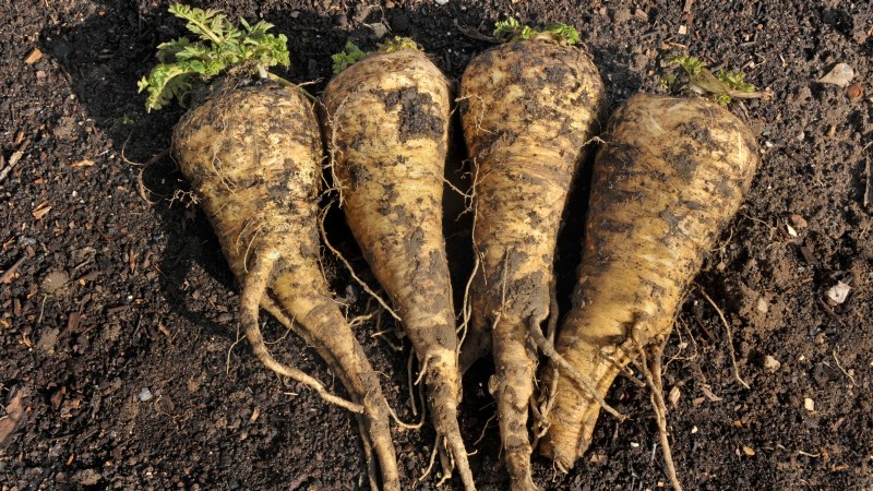 When to Harvest Parsnips: 5 Signs of Peak Flavor